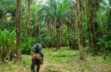 Kolombiya 'nın zengin biyolojik çeşitliliği Casanare' deki canlı yeşil yaprakların arasında ağaç dalına karışan bir kuş..