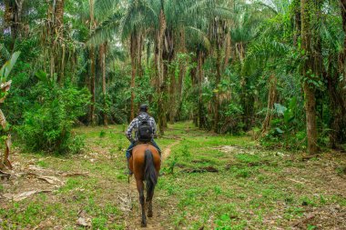 Kolombiya 'nın zengin biyolojik çeşitliliği Casanare' deki canlı yeşil yaprakların arasında ağaç dalına karışan bir kuş..