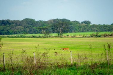 Kolombiya 'nın zengin biyolojik çeşitliliği Casanare' deki canlı yeşil yaprakların arasında ağaç dalına karışan bir kuş..