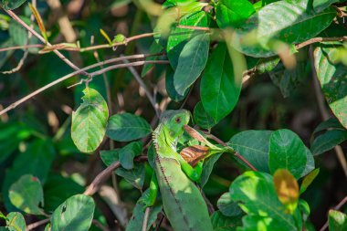 Kolombiya 'nın zengin biyolojik çeşitliliği Casanare' deki canlı yeşil yaprakların arasında ağaç dalına karışan bir kuş..