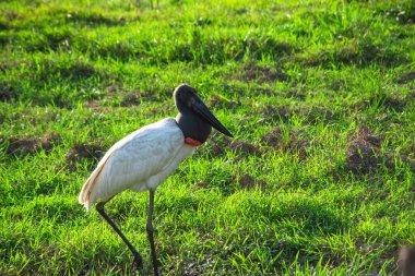 Kolombiya 'nın zengin biyolojik çeşitliliği Casanare' deki canlı yeşil yaprakların arasında ağaç dalına karışan bir kuş..