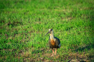 Kolombiya, Casanare 'de yemyeşil çimlerin üzerinde duran görkemli bir leylek doğanın güzelliğini yakalıyor..