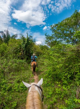 Kolombiya, Casanare 'de yemyeşil çimlerin üzerinde duran görkemli bir leylek doğanın güzelliğini yakalıyor..