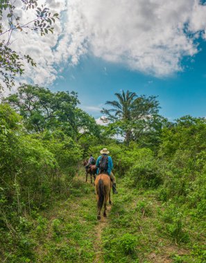 Kolombiya, Casanare 'de yemyeşil çimlerin üzerinde duran görkemli bir leylek doğanın güzelliğini yakalıyor..