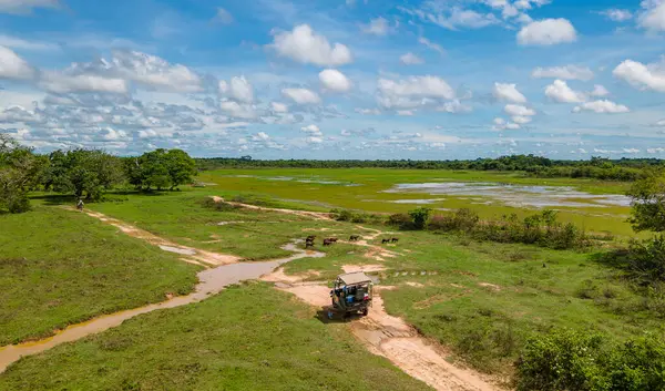 Kazanare, Kolombiya 'nın verimli arazisinde dolambaçlı bir toprak yolun havadan görünüşü canlı yeşil alanlar ve sakin doğal çevreyi gösteriyor..