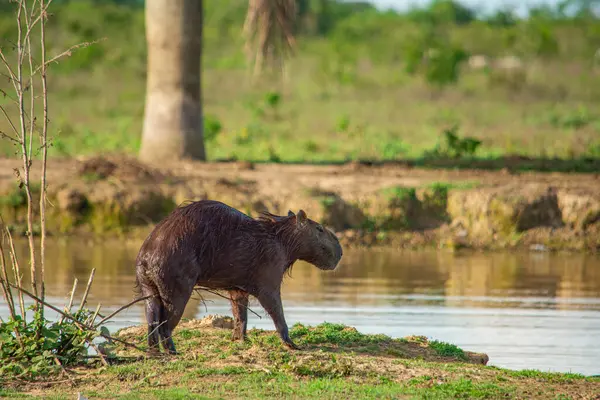 Kolombiya, Casanare 'de doğa tarafından çevrelenmiş sığ sularda dinlenen bir timsahın yakın çekimi. Vahşi yaşamın güzelliğini yakalar..