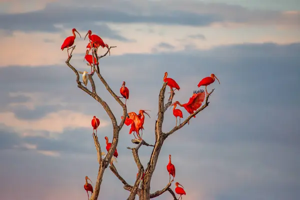 Kolombiya, Casanare 'de yeşil çimlerin üzerinde duran bir capybara bu sakin ortamda doğanın ve vahşi yaşamın güzelliğini gözler önüne seriyor..
