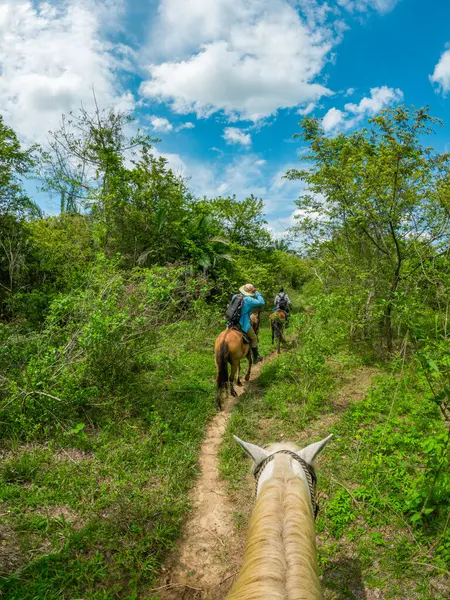 Kolombiya, Casanare 'de yemyeşil çimlerin üzerinde duran görkemli bir leylek doğanın güzelliğini yakalıyor..