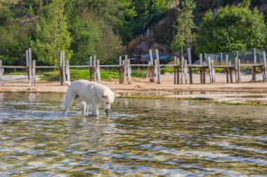 Tota lagününün sığ sularını keşfeden neşeli bir köpek, yemyeşil ve ahşap yapılarla çevrili..