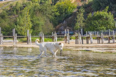 Tota Gölü 'nün sularının tadını çıkaran bir köpek, Boyac. Yeşillik ve ahşap yapılarla çevrili doğanın güzelliğini yakalar..
