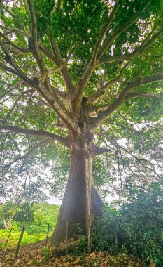 La Guajira, Kolombiya 'daki yemyeşil manzaralarda dolanan Palomino Nehri' nin çarpıcı hava görüntüsü doğanın ve el değmemiş plajların güzelliğini gözler önüne seriyor..