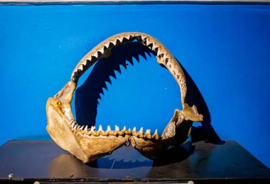 Santa Marta Akvaryumu, Rodadero, Magdalena, Kolombiya 'daki renkli mercan ve taşlar arasında canlı bir ıstakoz..