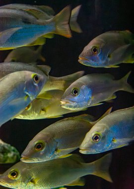 Santa Marta Akvaryumu, Rodadero, Magdalena, Kolombiya 'daki renkli mercan ve taşlar arasında canlı bir ıstakoz..