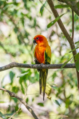 Kolombiya, Kartagena 'da bir dala tünemiş canlı bir papağan doğal ortamında nefes kesici renkler sergiliyor..