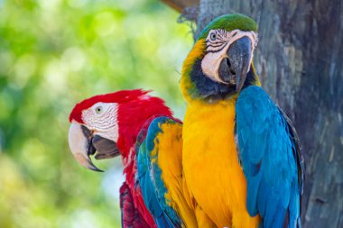 Kolombiya, Kartagena 'da bir dala tünemiş canlı bir papağan doğal ortamında nefes kesici renkler sergiliyor..