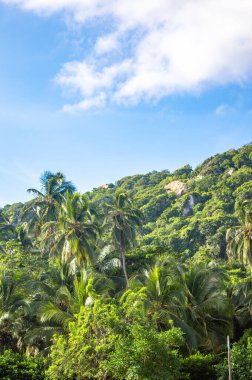 Cabo San Juan, Tayrona Park, Santa Marta, Kolombiya 'daki yemyeşil ve palmiye ağaçlarının berrak mavi gökyüzü altında manzarası.