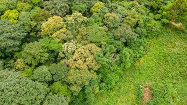 Popayn, Cauca, Kolombiya 'da yoğun yeşillik ve çeşitli ağaç türleriyle dolu canlı bir ormanı gösteren hava manzarası.