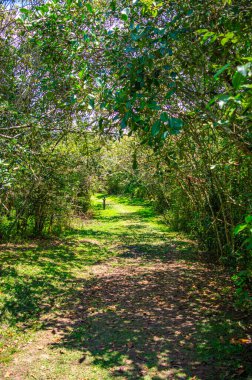 Tierradentro, Cauca, Kolombiya 'da yemyeşil yemyeşil bir yol, zengin arkeolojik mirasının göstergesi..