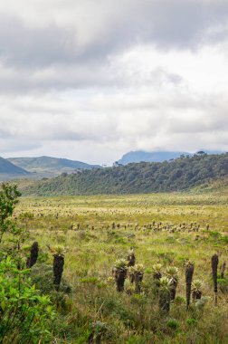 Popayn, Cauca, Kolombiya yakınlarındaki Salvajina Reservoir 'daki otlakların büyüleyici manzarası ve eşsiz bitki örtüsü bulutlu bir gökyüzünün altında..