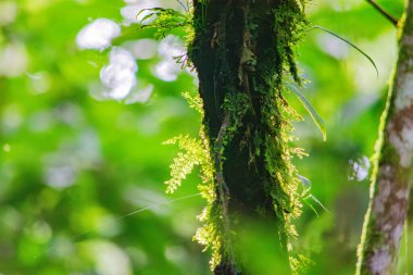 Popayn, Cauca, Kolombiya 'da yemyeşil bir alanda yosun kaplı bir ağaç gövdesinin canlı bir yakın çekimi..