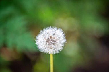 Güzel bir karahindiba çiçeğinin yakın plan görüntüsü bulanık yeşil bir arkaplana karşı narin beyaz tüyler sergiliyor..
