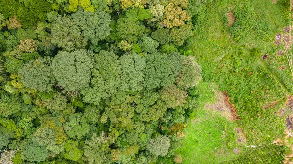 Popayn, Cauca, Kolombiya 'da yoğun bir ormanın canlı yeşil yapraklarını gösteren çarpıcı hava görüntüsü.