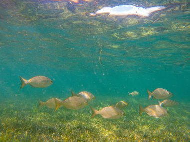 San Andres Adası, Kolombiya yakınlarında berrak sularda yüzen bir balık sürüsünün yer aldığı sakin bir sualtı sahnesi..