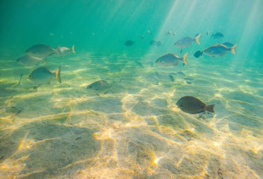 San Andres, Kolombiya 'da kumlu deniz tabanında yüzen renkli balıkların sakin sualtı manzarası canlı deniz yaşamını ve berrak suları sergiliyor..