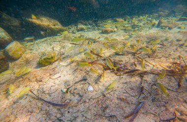 San Andres Adası, Kolombiya 'da kumlu deniz tabanında yüzen sarı balığın canlı sualtı görüntüsü. Doğa ve deniz yaşamı temaları için mükemmel..