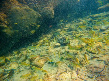 San Andres, Kolombiya 'da deniz yaşamını gösteren, kumlu zeminde yüzen çeşitli balıkların canlı sualtı görüntüsü.