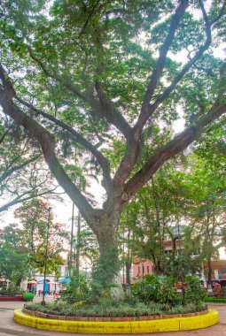 Cundinamarca, Kolombiya, Villeta 'da göz kamaştırıcı bir ağaç. Huzurlu bir park ortamında canlı yeşillikler ve renkli manzaralarla çevrili..