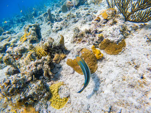 San Andres, Kolombiya 'daki deniz ve mercan yapılarını gösteren canlı bir su altı manzarası zengin biyolojik çeşitliliği vurguluyor..