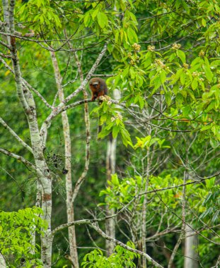 Putumayo, Kolombiya 'da canlı yapraklarla çevrili bir dalda oturan bir maymun bölgenin zengin biyolojik çeşitliliğini gözler önüne seriyor..
