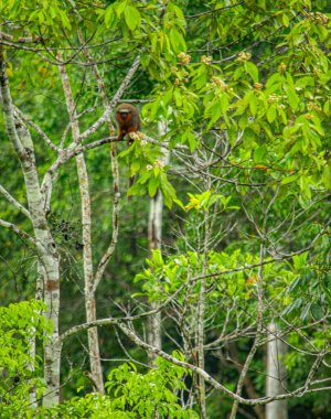 Putumayo, Kolombiya 'nın yemyeşil yemyeşil dalına tünemiş bir maymunun yakın çekimi canlı doğa ve vahşi yaşamı gözler önüne seriyor..