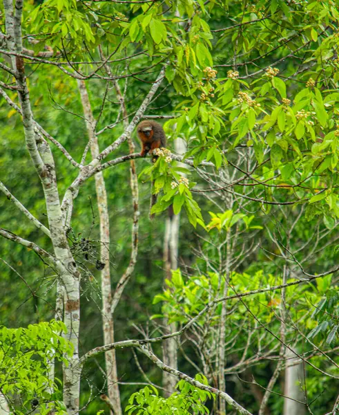 Putumayo, Kolombiya 'da canlı yapraklarla çevrili bir dalda oturan bir maymun bölgenin zengin biyolojik çeşitliliğini gözler önüne seriyor..