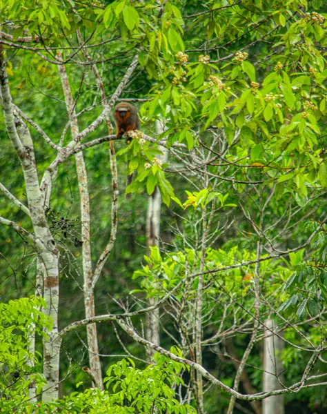 Putumayo, Kolombiya 'nın yemyeşil yemyeşil dalına tünemiş bir maymunun yakın çekimi canlı doğa ve vahşi yaşamı gözler önüne seriyor..
