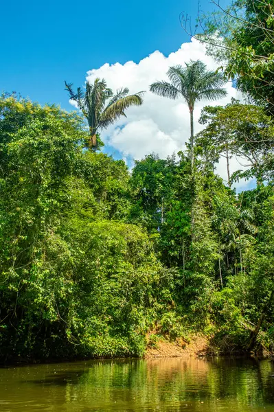 Putumayo, Kolombiya 'da dingin bir orman manzarası. Berrak mavi gökyüzünün altında yemyeşil ve sakin bir nehir var..