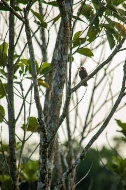 Putumayo, Kolombiya 'da yemyeşil bir dalın üzerine tünemiş güzel bir kuş bölgenin canlı doğasını gözler önüne seriyor..