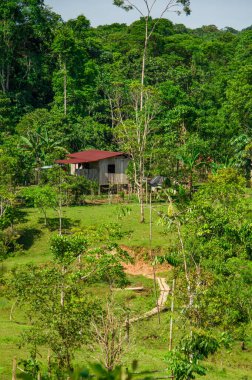 Putumayo, Kolombiya 'da yemyeşil ormanlarla çevrili ahşap bir evi gösteren sakin bir kırsal bölge..
