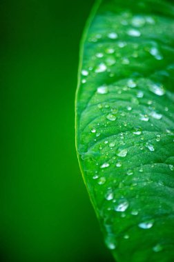 Su damlacıklarıyla süslenmiş yeşil bir yaprağın detaylı bir yakın çekimi Putumayo, Kolombiya 'daki doğanın tazeliğini gözler önüne seriyor..