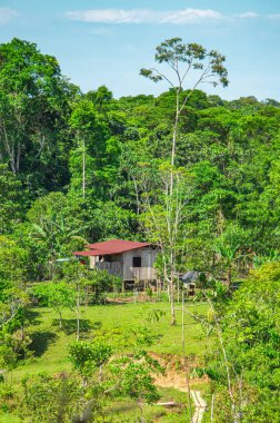 Putumayo, Kolombiya 'da verimli yeşilliklerle çevrili ahşap bir evin sakin manzarası bölgenin doğal güzelliğini gözler önüne seriyor..