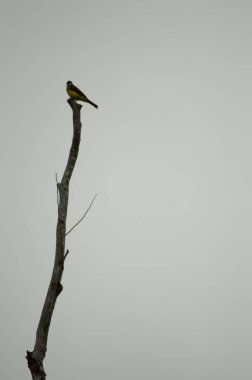 Uzun bir dala tünemiş yalnız bir kuş Putumayo, Kolombiya 'da yumuşak gri bir gökyüzüne karşı yerel yaban hayatı sergiliyordu..