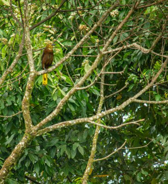 Putumayo, Kolombiya 'da canlı yeşil yapraklarla çevrili bir ağaç dalına tünemiş bir kuş..