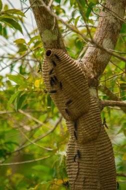 Putumayo, Kolombiya 'da bir ağaçtan nektar toplayan arılar, doğanın biyolojik çeşitliliğini ve vahşi yaşam etkileşimini sergiliyorlar..