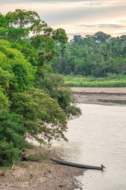 Putumayo, Kolombiya 'da sakin bir nehir manzarası, yemyeşil ve kıyı boyunca küçük bir tekne..