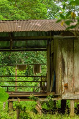 Putumayo, Kolombiya 'da verimli yeşilliklerle çevrili bir kır evi bölgenin doğal güzelliğini yansıtıyor..