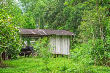 Putumayo, Kolombiya 'da yemyeşil yemyeşil bir kulübe. Sahne, kırsal yaşamı ve doğal güzellikleri yakalıyor..