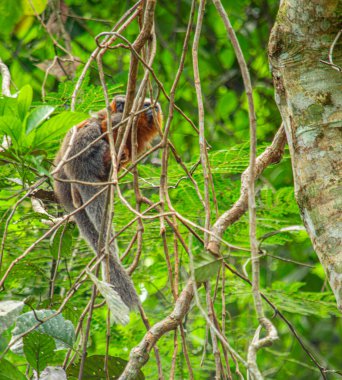 Putumayo, Kolombiya 'nın yağmur ormanlarında yoğun yaprakların arasına tünemiş canlı bir sincap doğal ortamında vahşi yaşamı gözler önüne seriyor..