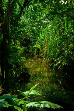 Putumayo, Kolombiya 'daki çevre bitkileri yansıtan berrak bir su akıntısı olan canlı bir yeşil orman sahnesi..
