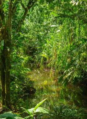 Putumayo, Kolombiya 'nın yemyeşil ormanlarında sakin bir akarsudaki dingin yeşil manzara canlı bitki örtüsünü yansıtıyor..